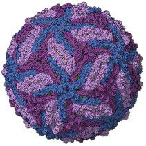 Virus Zika